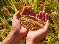 鄉下流行“共享農業” 農忙時節農民不“忙”